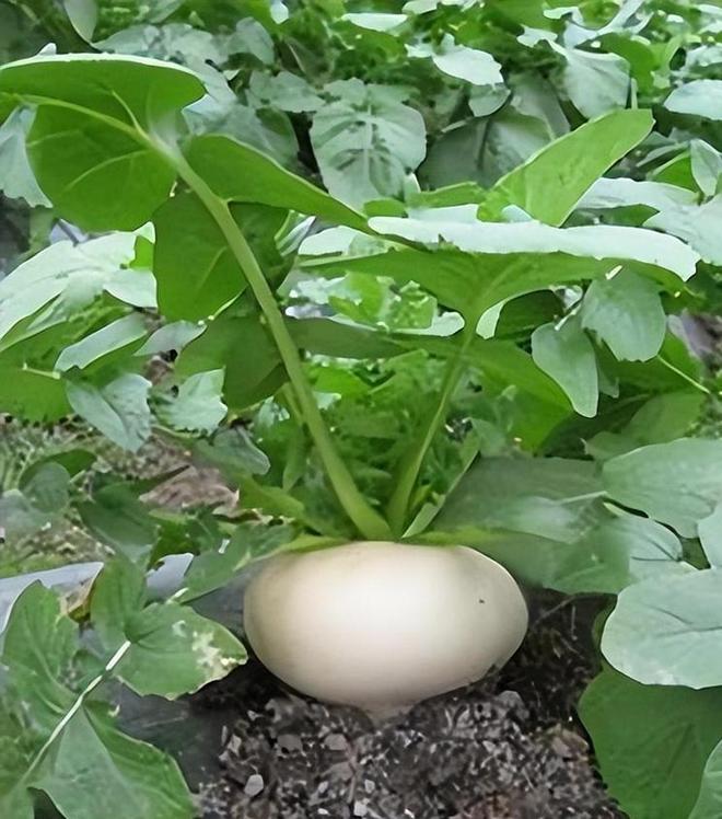 亩产高达7000斤！常被误认作萝卜曾经的